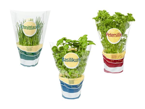 Herbes aromatiques