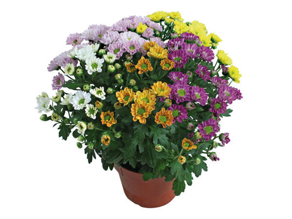 Chrysantheme „Elle Fleur" Rossi