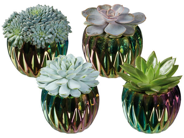 Echeveria im Keramik-Bowl