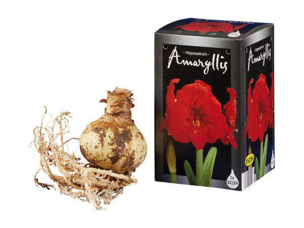 Amaryllis