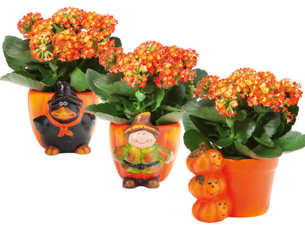 Bepflanzte Halloweenfiguren mit Kalanchoe