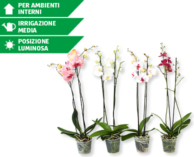 Phalaenopsis XL