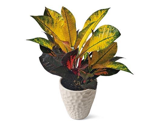5" Foliage Assorted Varieties