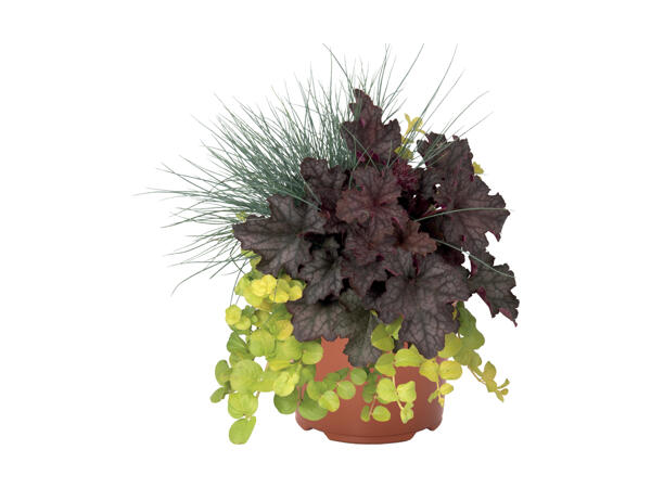 Sammen­plantning
