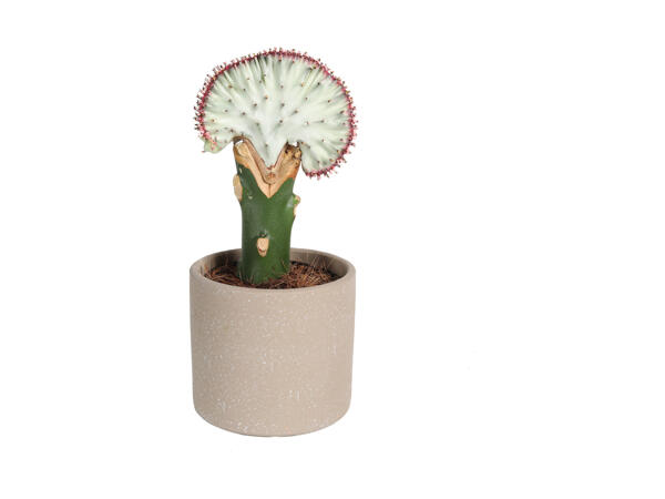 Grøn plante i keramik