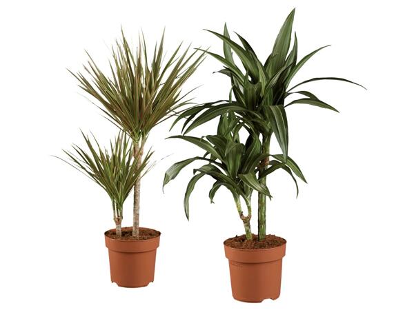 DRACENA MIX