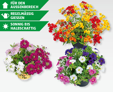 Sommerflor Trio