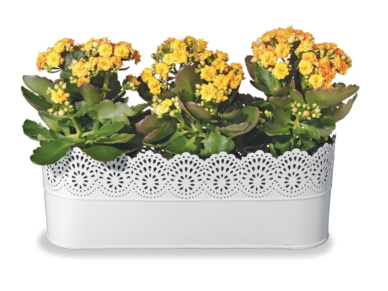 Planter