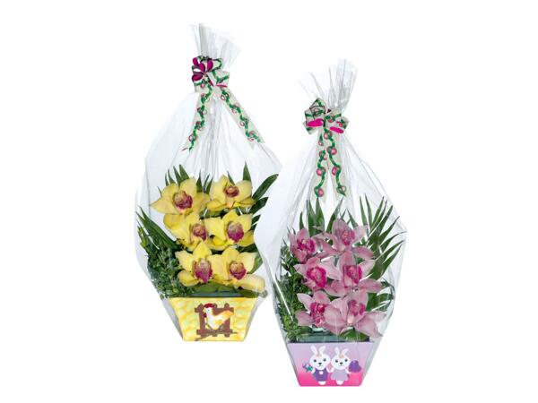 Orchids