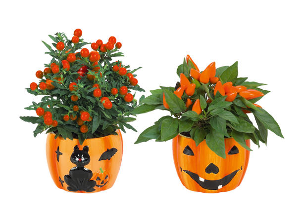 Halloweendekoration
