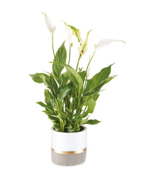 Christmas Peace Lily In Ceramic