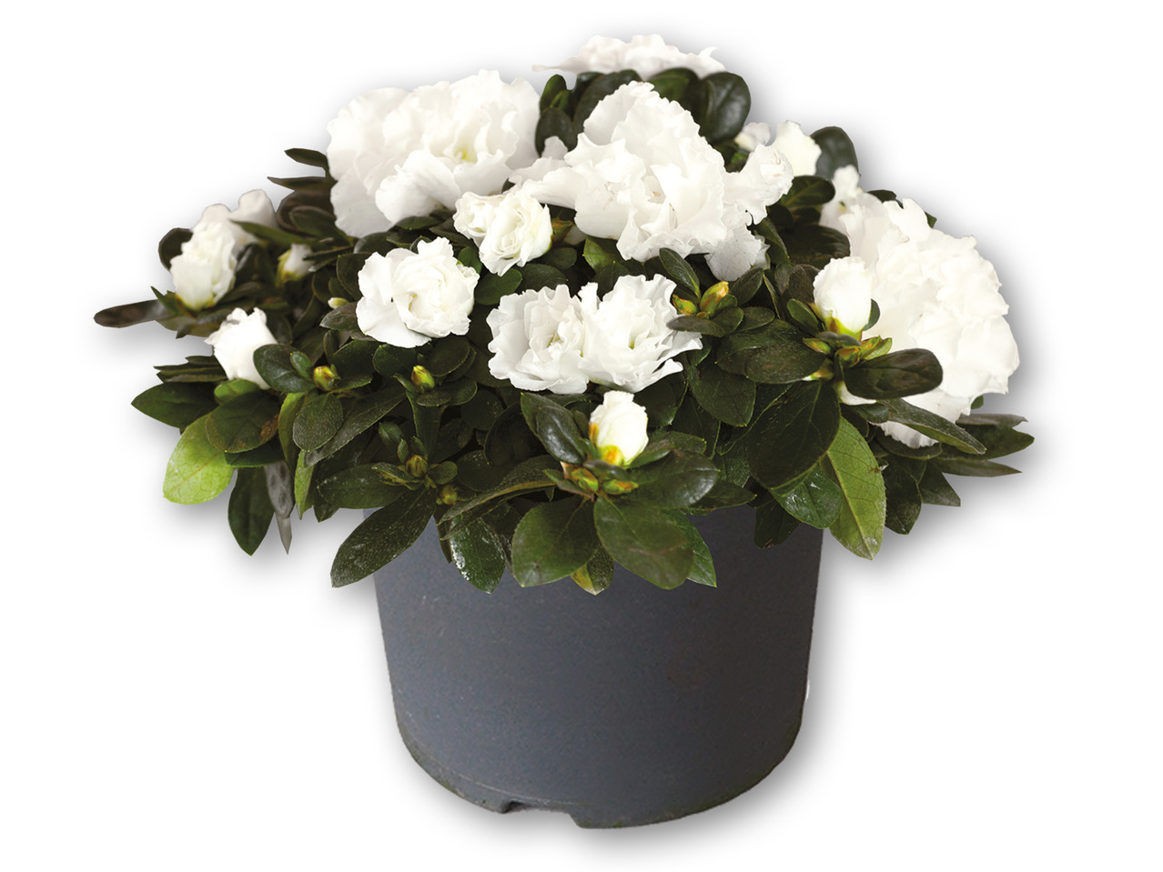 Azalea