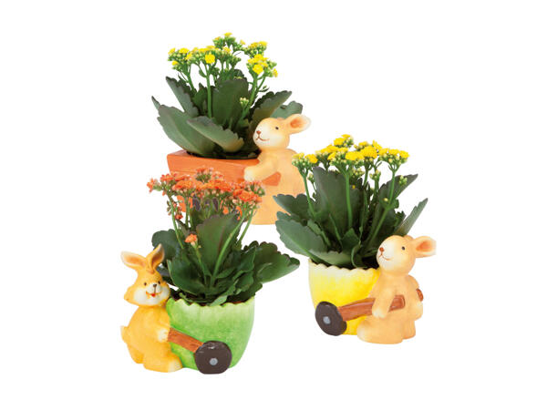 Kalanchoe i påskkruka
