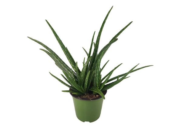 Aloe vera