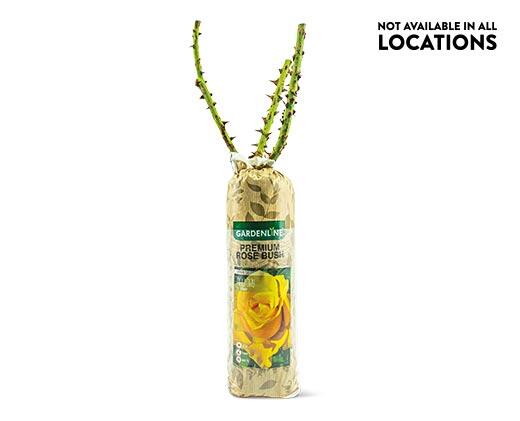Gardenline Premium Rose Bush Assorted Varieties