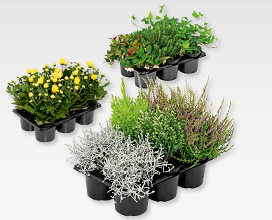Mélange de plantes automnales GARDENLINE(R)
