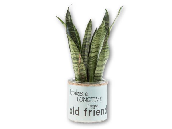 Easy Care plante