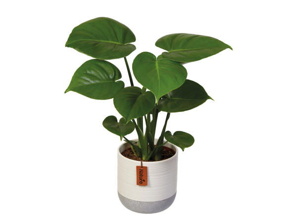 Easy-care Houseplant