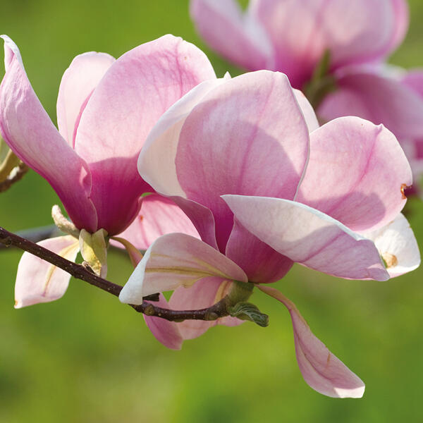 Magnolie