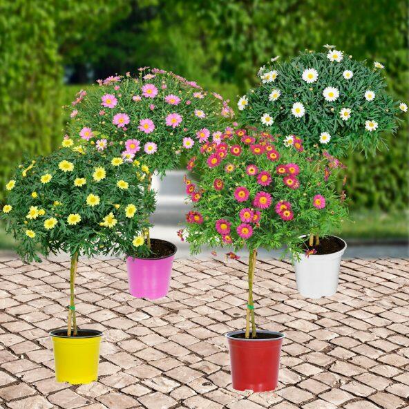 Opstammet marguerit
