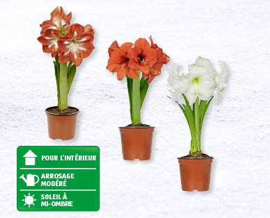 Amaryllis