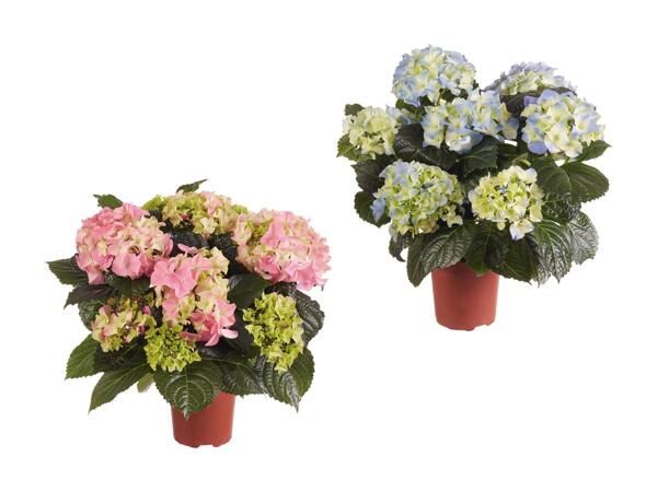 Hortensia