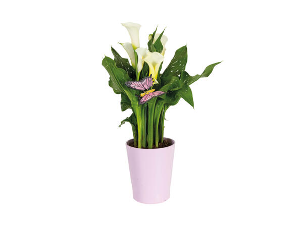 Calla in Keramiktopf