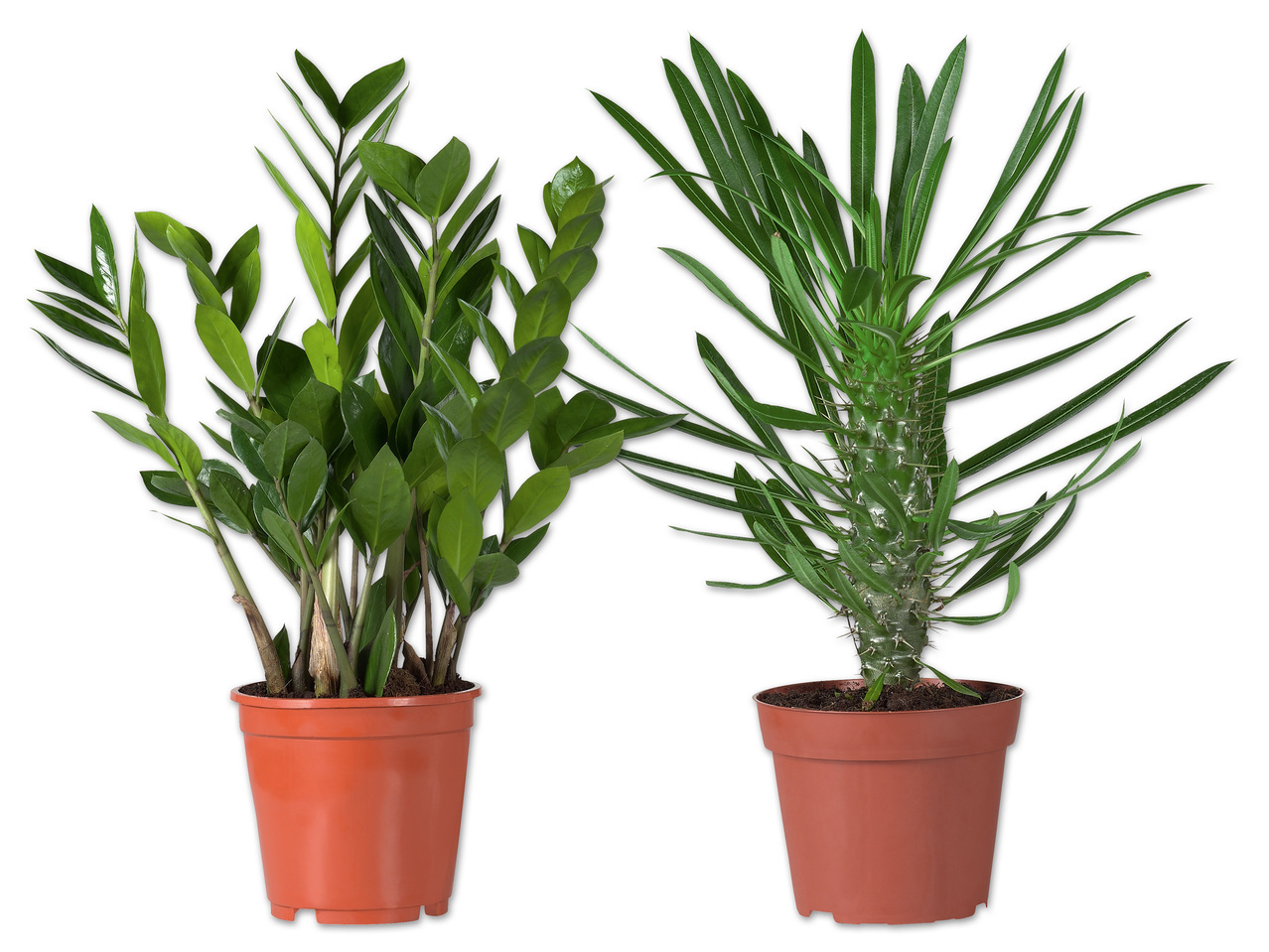 Palme