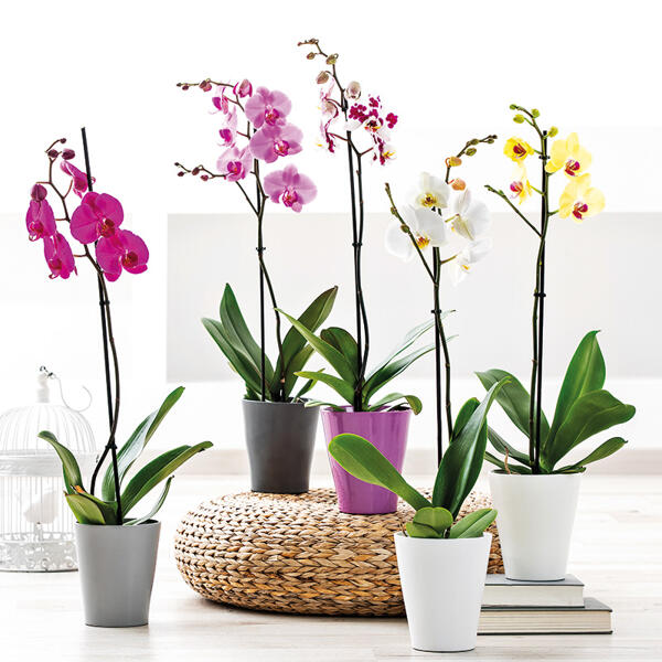 Orchidee Phalaenopsis