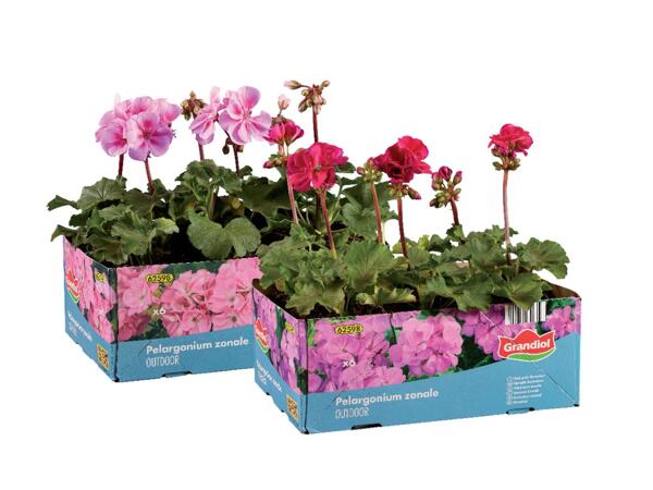 Geraniums
