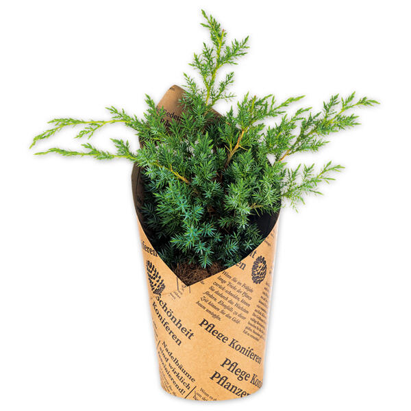 Zwerg-/ Kriechwacholder "Juniperus"