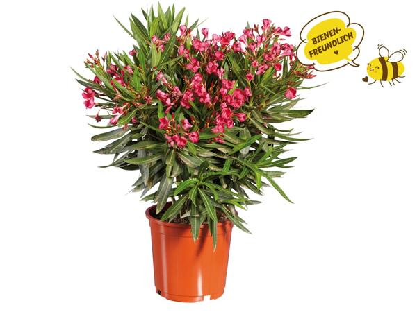 Oleander XL