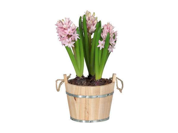 Bulbs