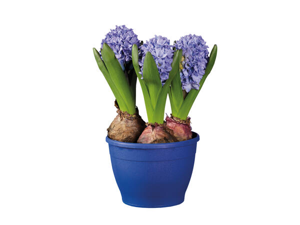 Potted Hyacinth Bulbs