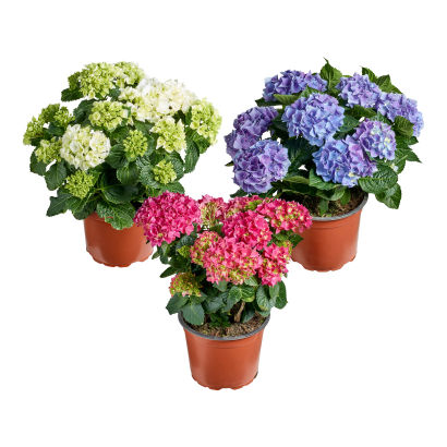 Hortensia
