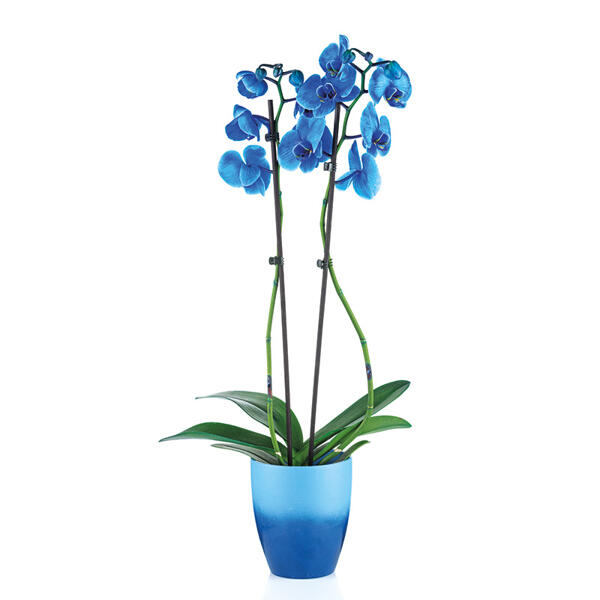 "Wonder Mix" Orchidee