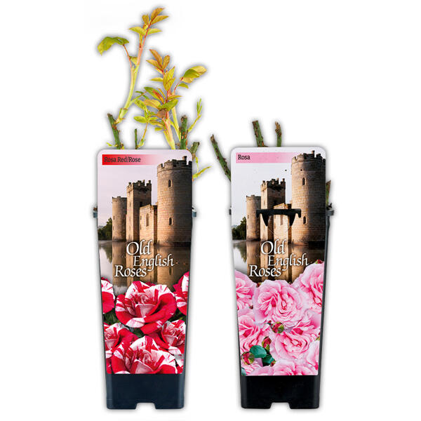 Englische Rosen