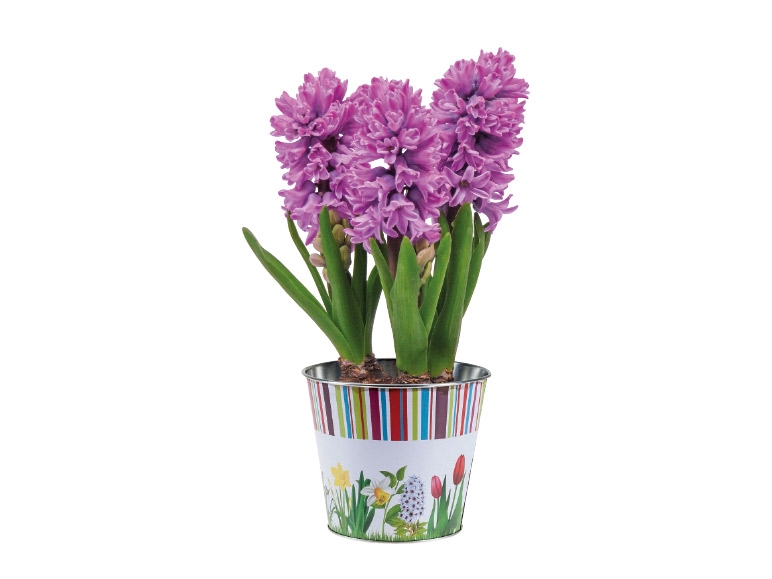 Potted Bulbs in Spring Pot - Lidl - Great Britain - Specials archive