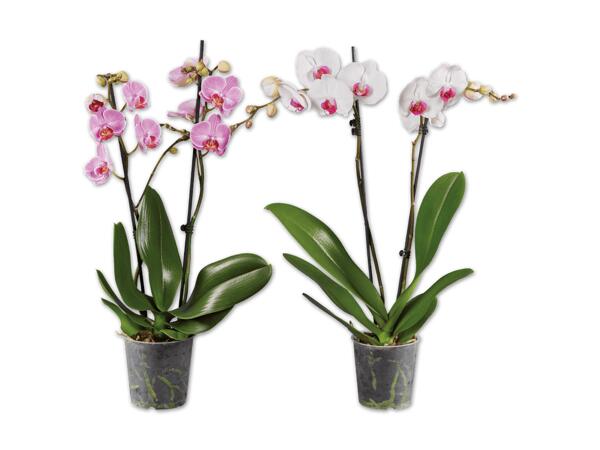 Schmetterlings-orchidee 2-Trieber