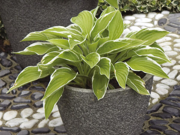 Hosta Funkie