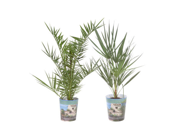 Palm i kruka