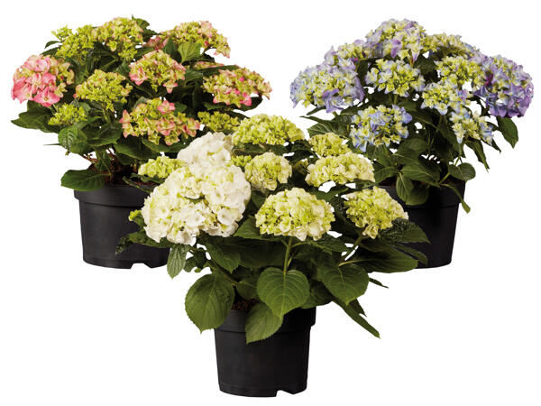 Gartenhortensien