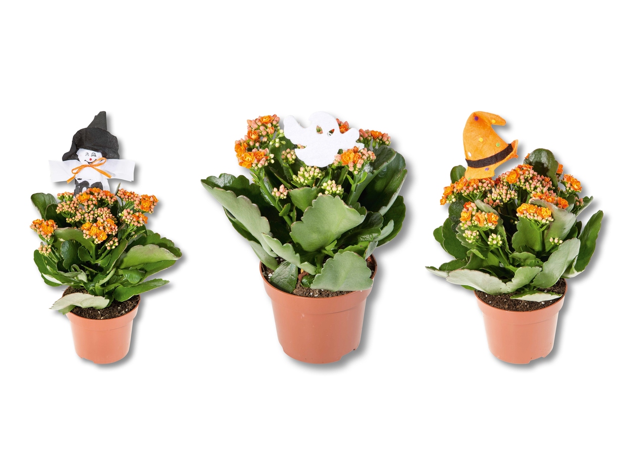 Kalanchoe di halloween con decorazione