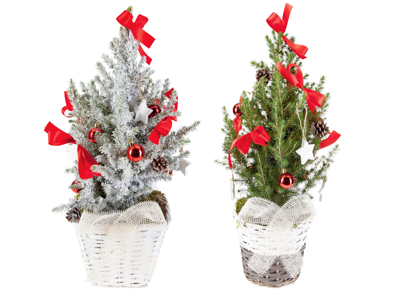 Zuckerhutfichte „Christmas"