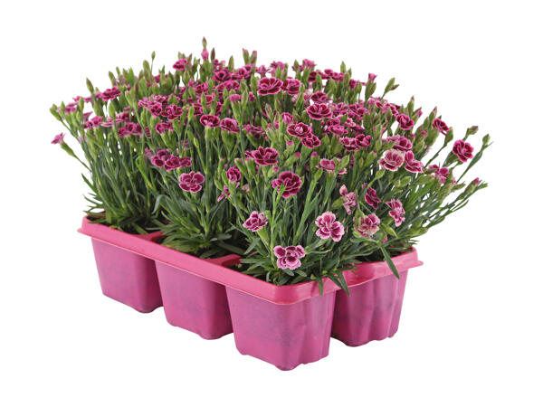 Œillets "Pink Kisses"
