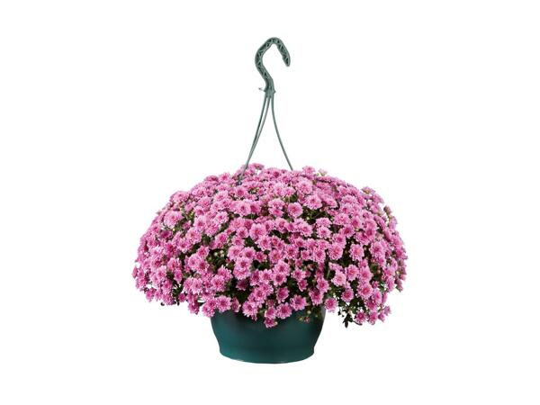 Chrysanthemum Hanging Basket