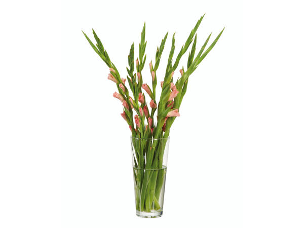 Kurze Gladiole