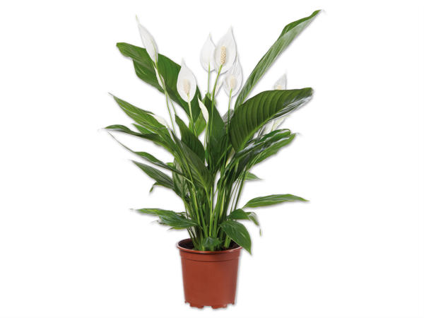 Spathiphyllum-Einblatt