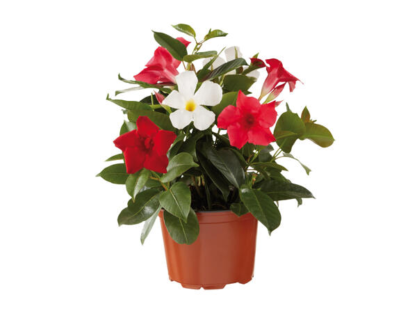 Dipladenia