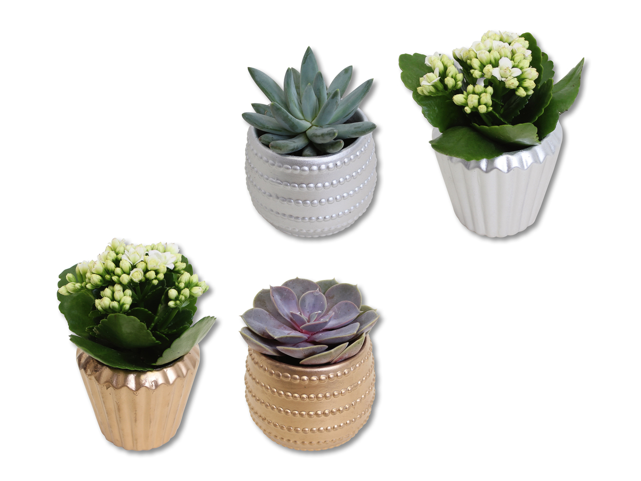 Kalanchoé et plante succulente dans un pot en céramique